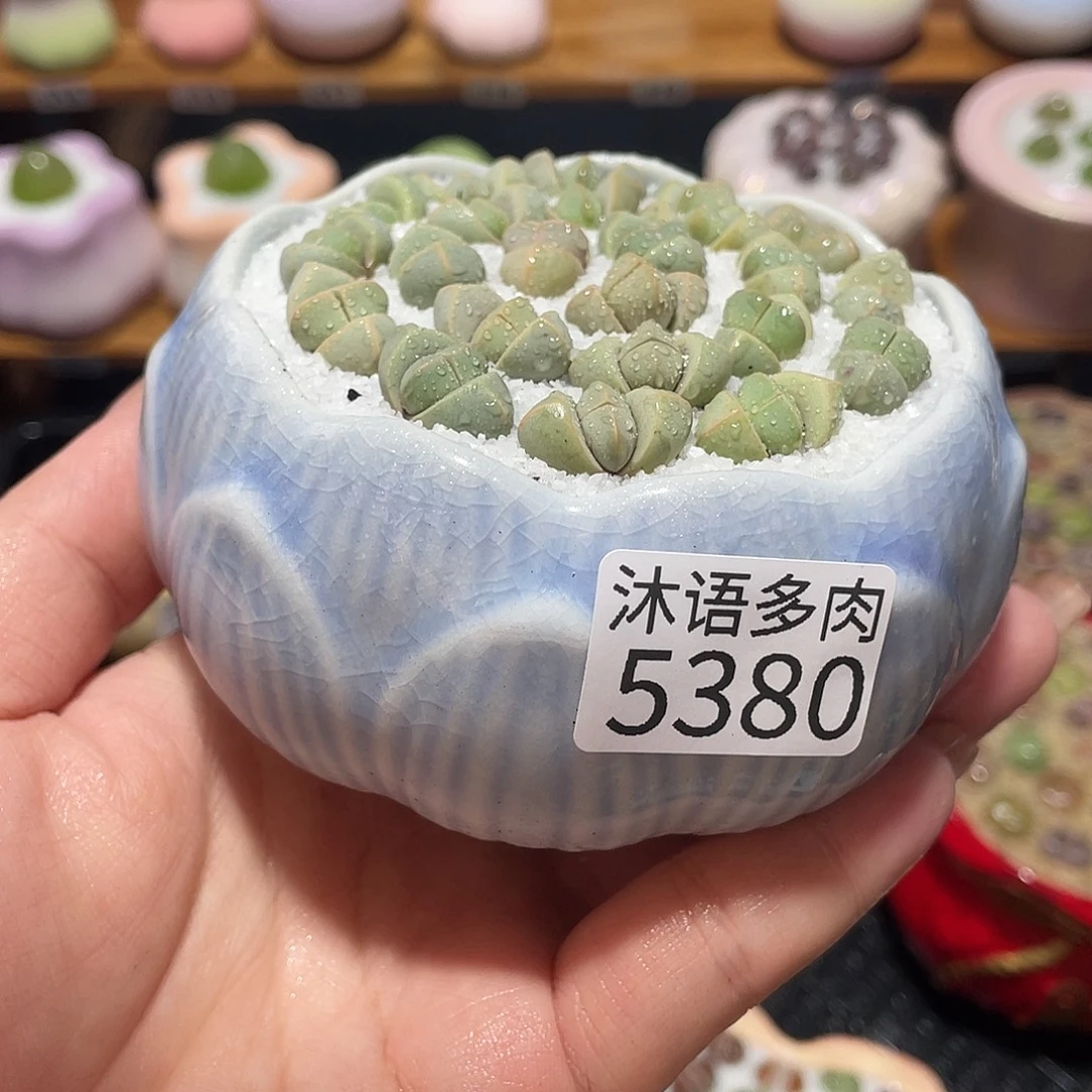 带盆土植物 一物一拍5380
