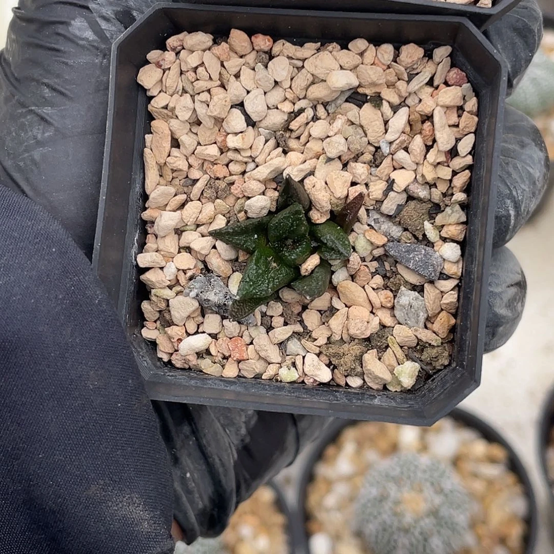 福利龟甲牡丹加帝冠参照5.5盆