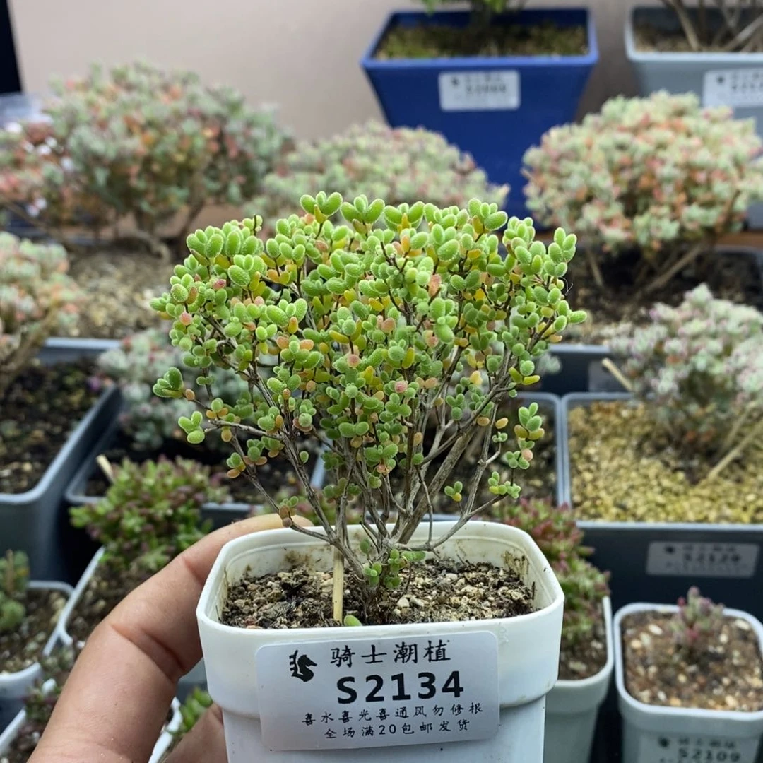 2134蜜橘糖球枝干