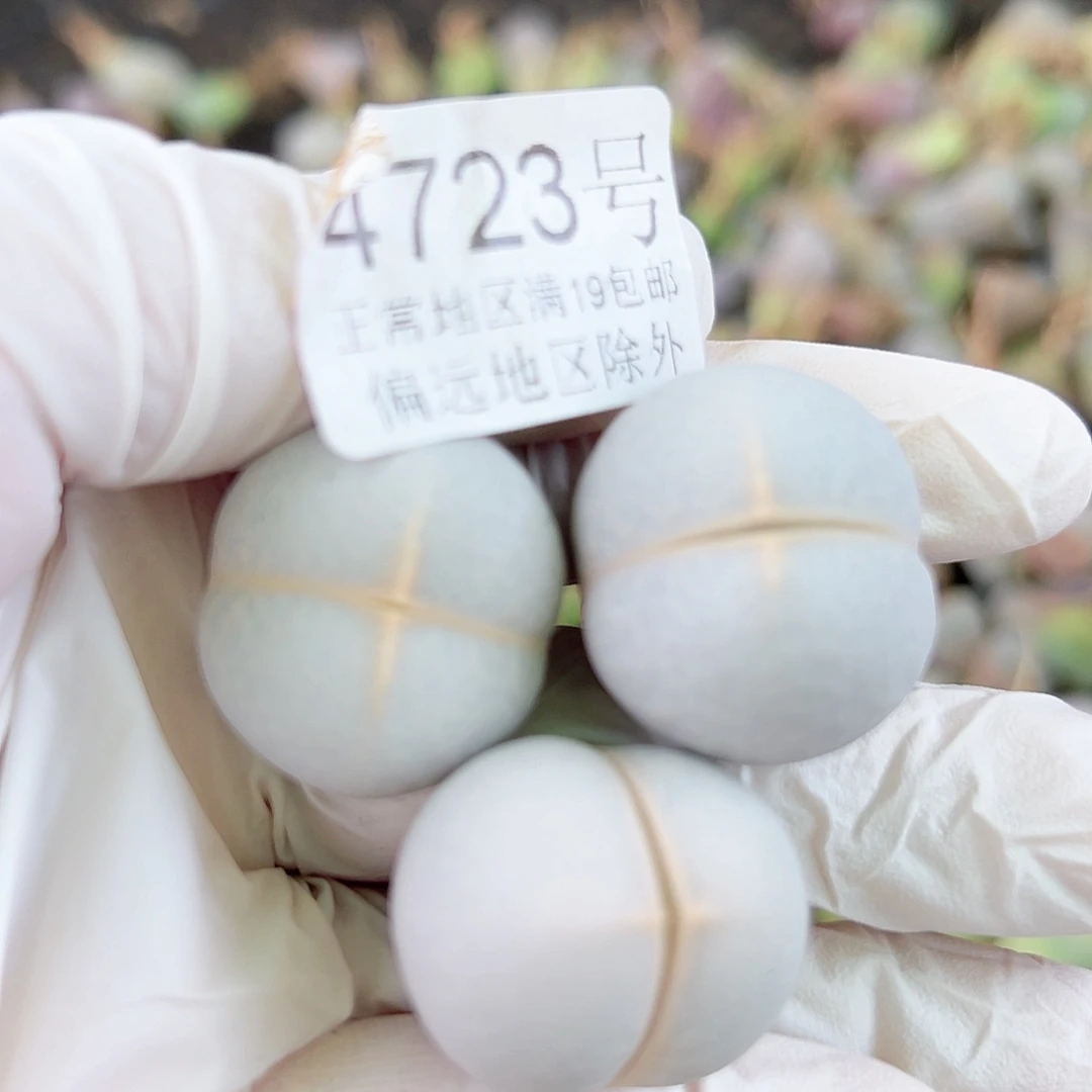 4723 好养易活生石花大母本