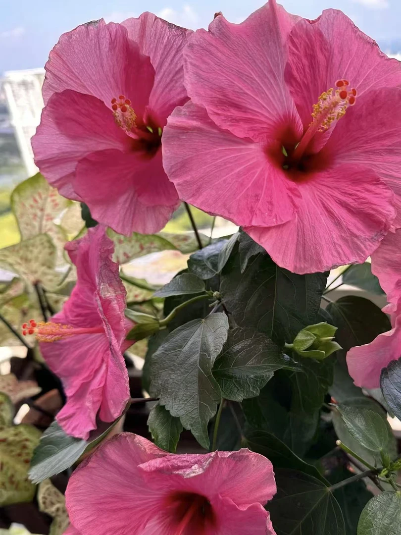 【大花木槿】盆栽庭院阳台好养易活大花植物