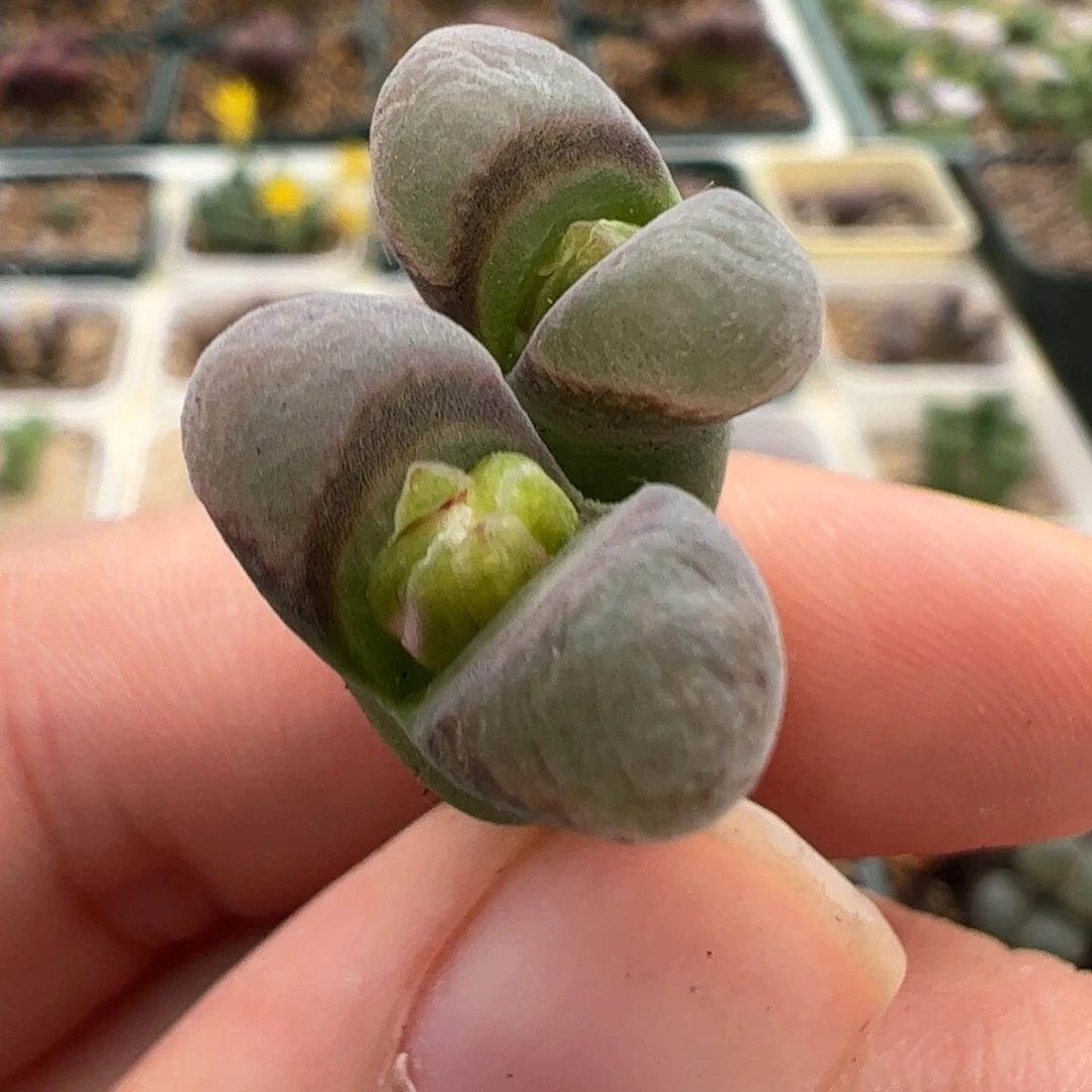 802 好看的多肉冲冲冲