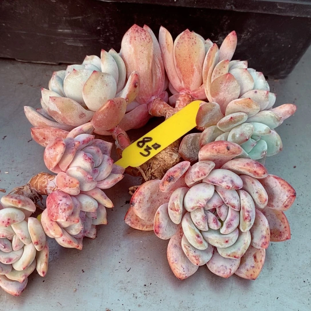 c**i8号的肉肉肉肉肉肉