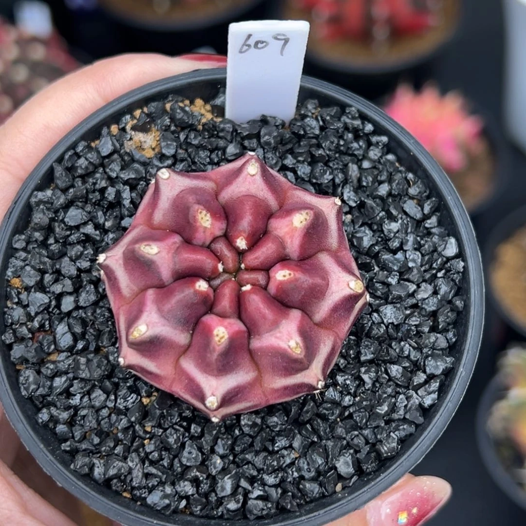 609实生红梦想，带盆土发货