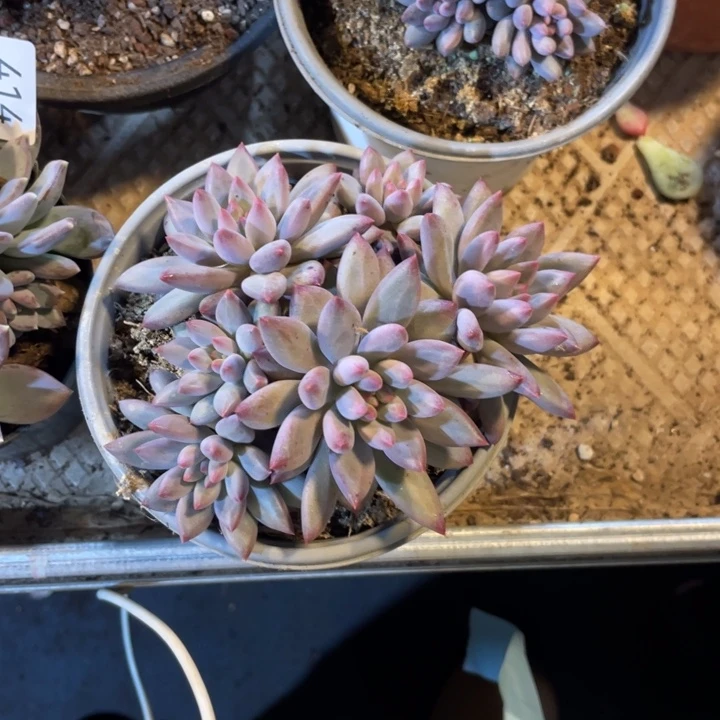 422 满20包邮脱土发货