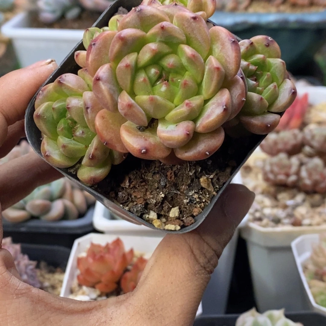 珍妮小老桩无砍群生7厘米