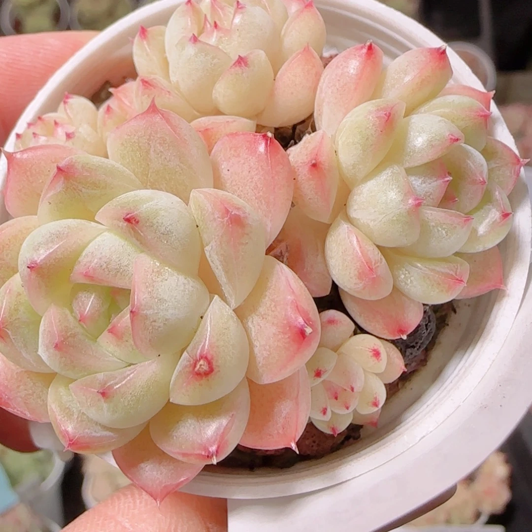 花语逸镜1130-260散