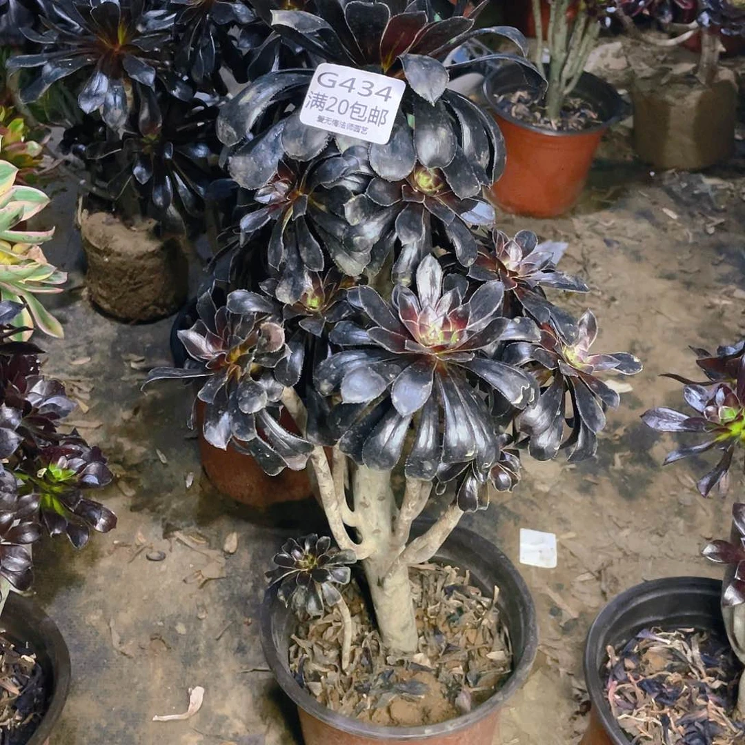 434墨法师多肉小损不包