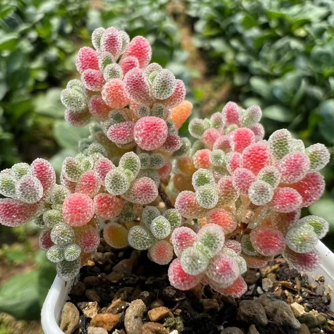 冰晶枝干番杏枝干番杏盆栽多肉植物