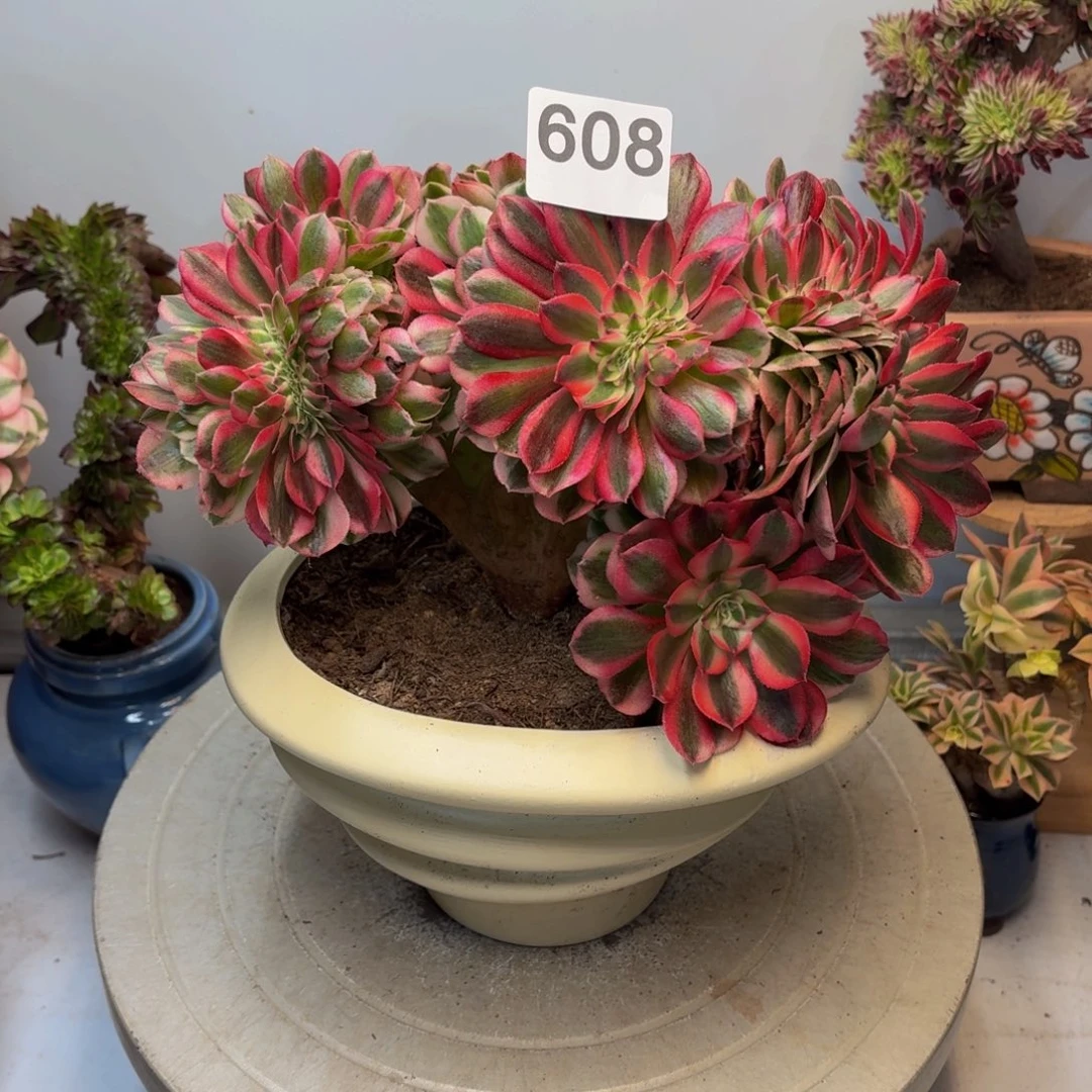 多肉植物倾城缀608