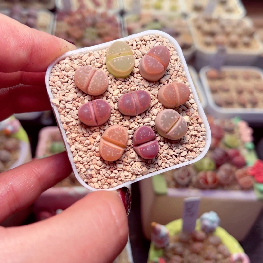 33好带盆盆包邮人包邮发货