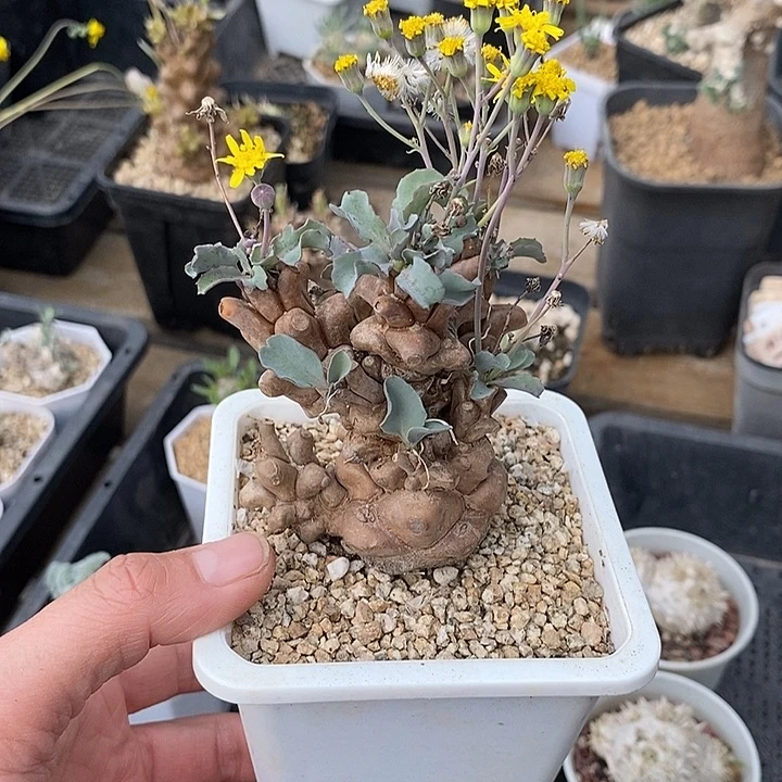 290蛮鬼塔厚敦菊一一一带盆