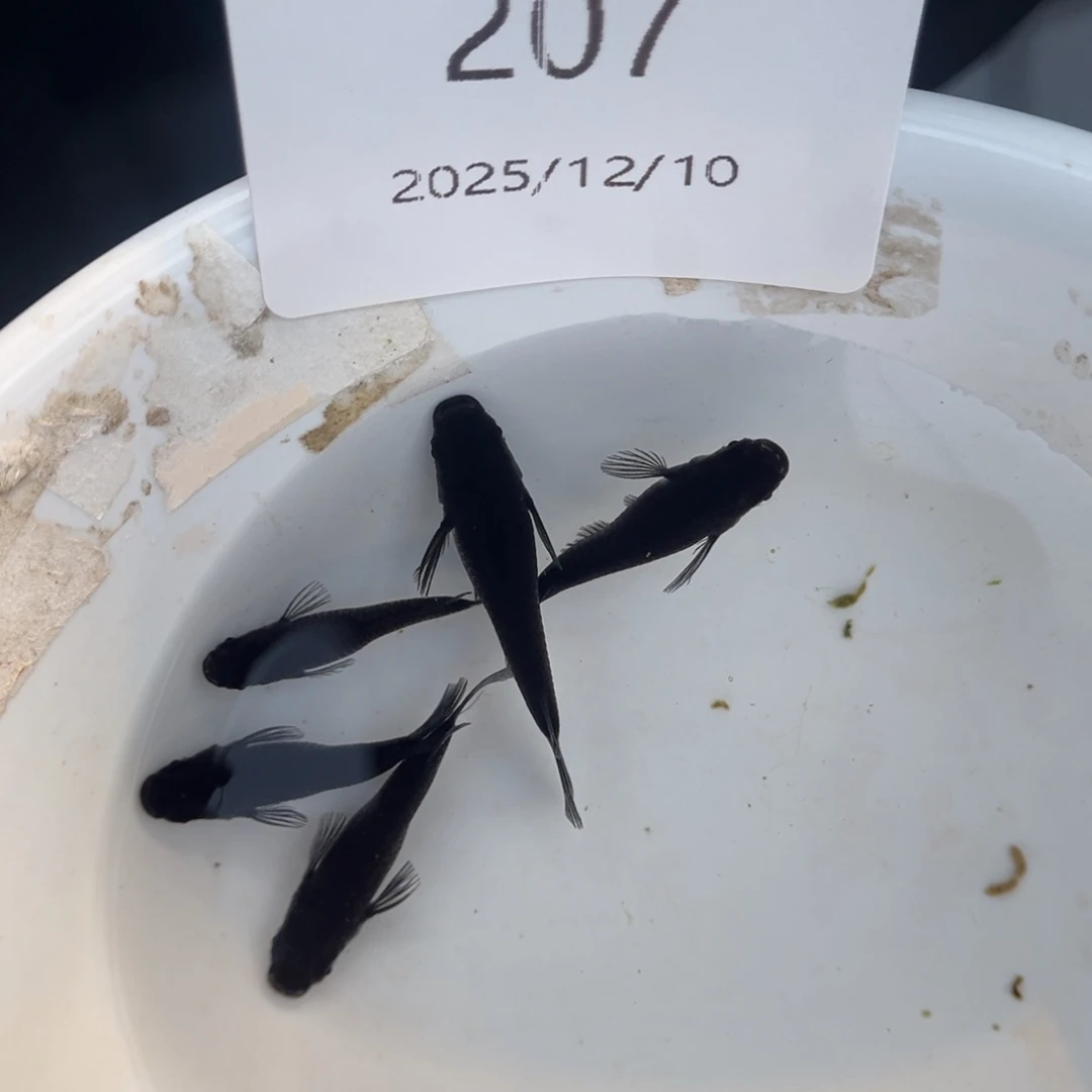 青鳉鱼207黑色短体五尾