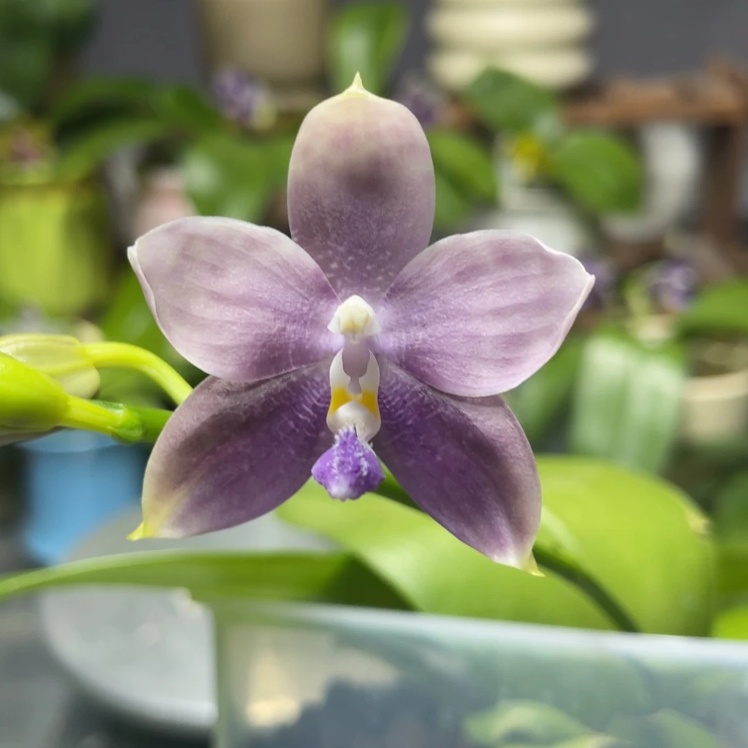 完全开放蓝熊交蓝盾，4寸杯开花株