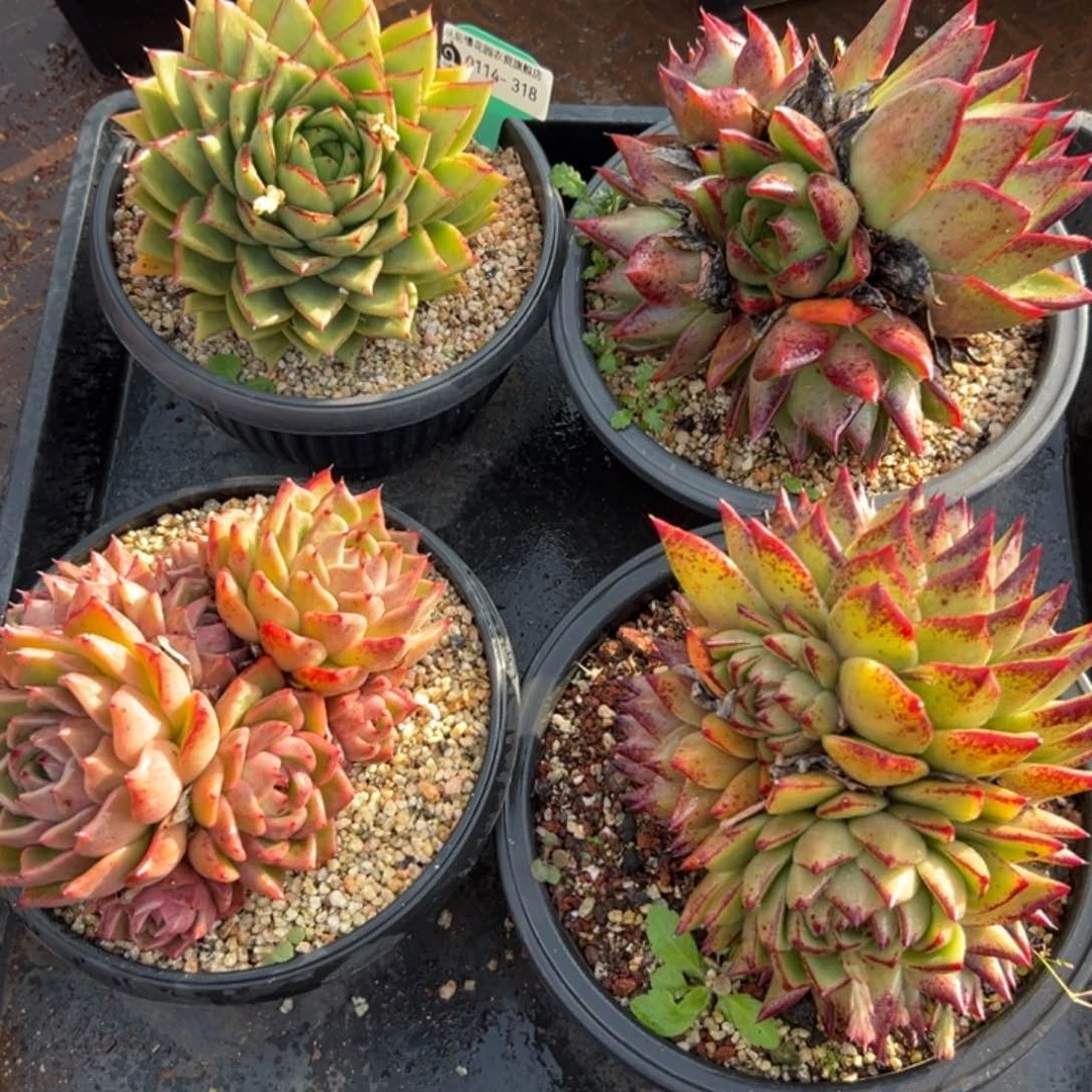 多肉精选编号0114.318