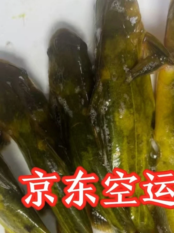京东空运2两野生嘎牙鱼6斤现货大嘎牙鱼