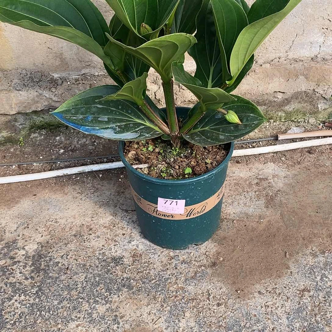 木本植物米*特木本花卉771