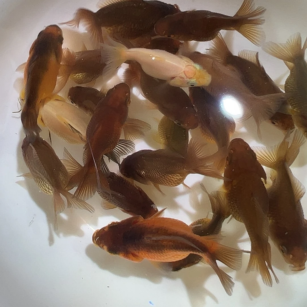 海水君20条商品玛丽青皮3-4左右