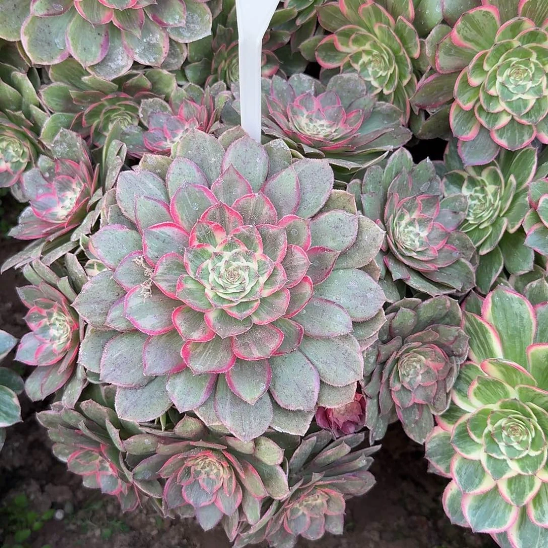 4170莲花座多肉法师多肉