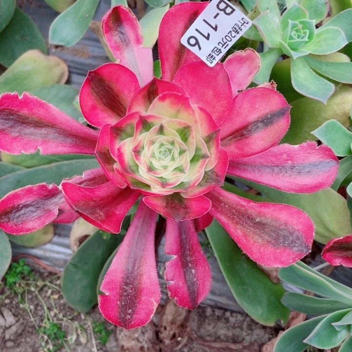 116爱丽思嫁接不包掉头11345578