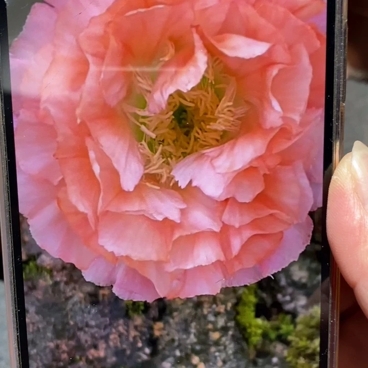 香香新品侧芽2.5公分左右