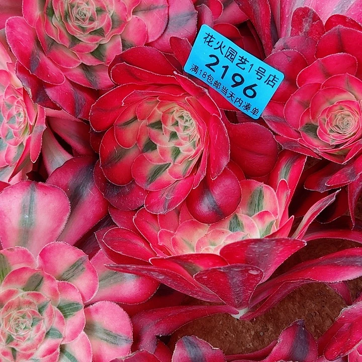 爱丽丝主头多肉植物