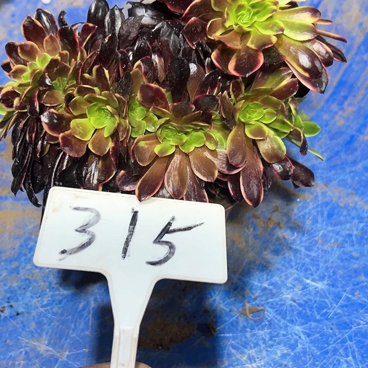 做****@多肉植物欧嘉莉法师