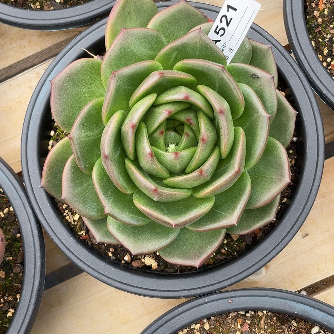 若如东云单拍A521