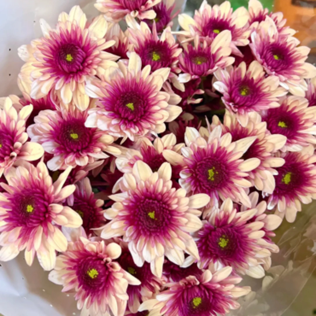 【维多利】盆栽四季开带花苞发阳台庭院好养绿植观花