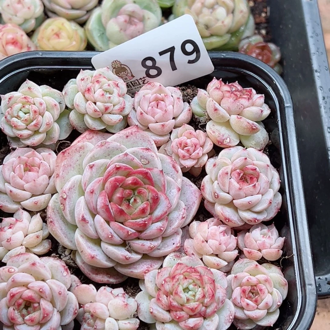 多肉植物多肉植物