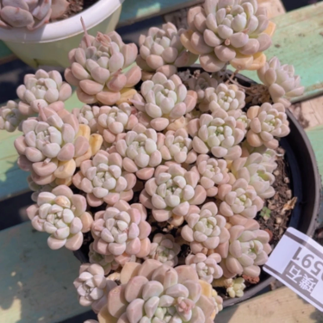 【闪购商品】鹅卵石0591