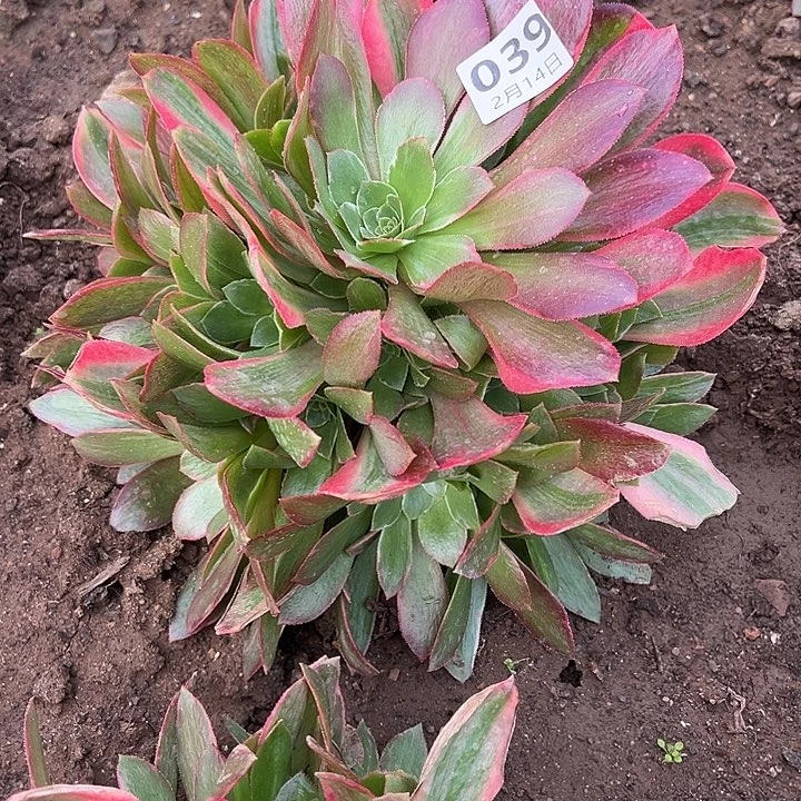 2.14-39女妖多肉植物3