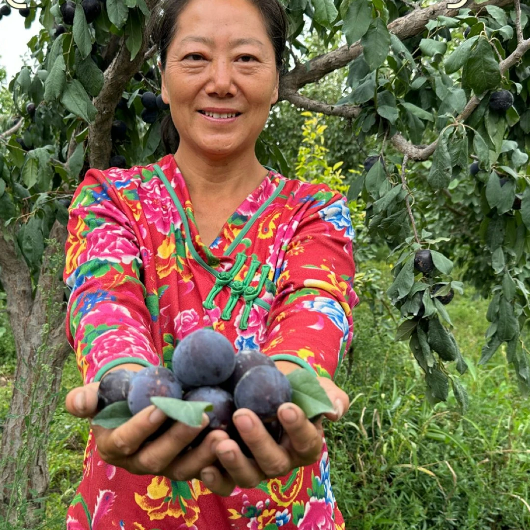 新疆应季李子时令水果