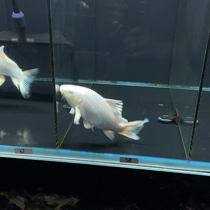 清***湖蝴蝶鲤38号白色蝴蝶鲤