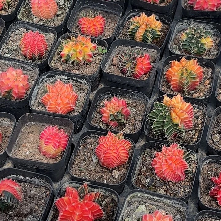 米哈锦随机2盆一组发货给