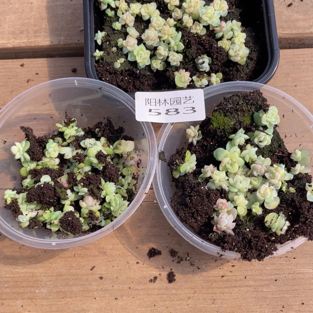 面**心多肉植物多肉植物583