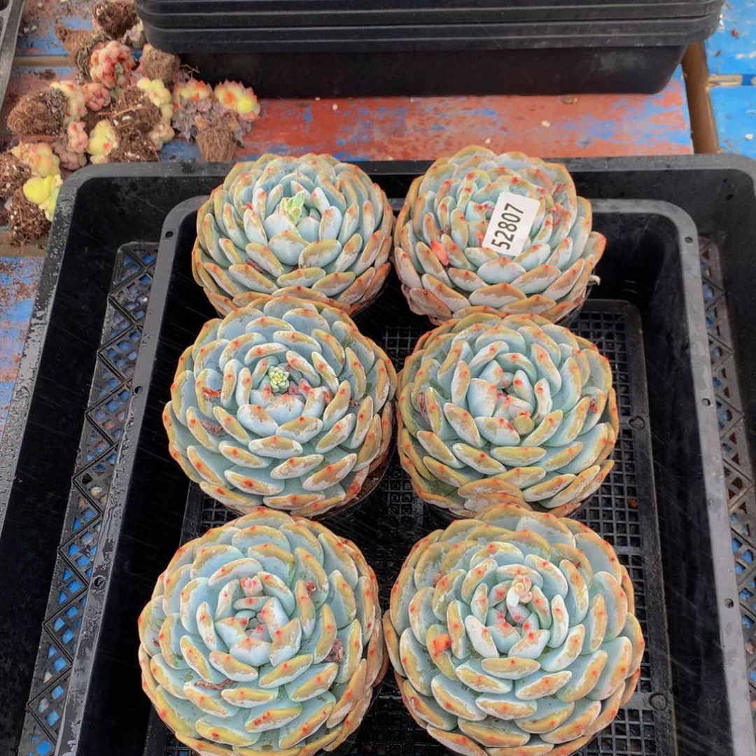 52807六个嗯嗯嗯嗯嗯好喜欢