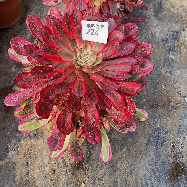 224多肉植物的生长
