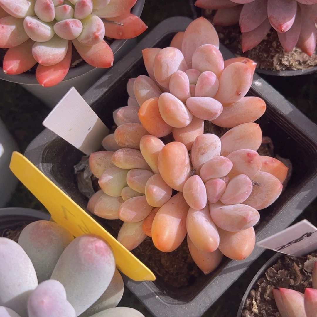 香玉的故事是一个人的故事吗