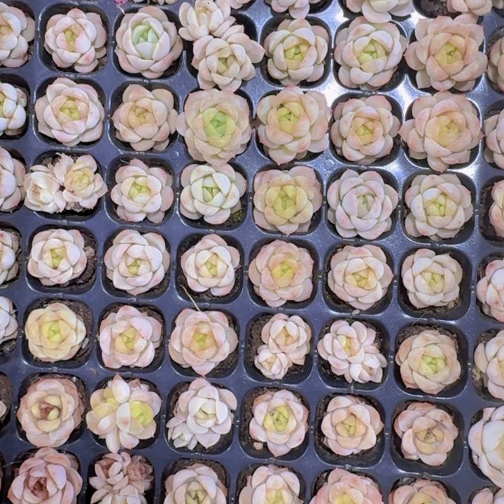 精品宝宝绿两米两个