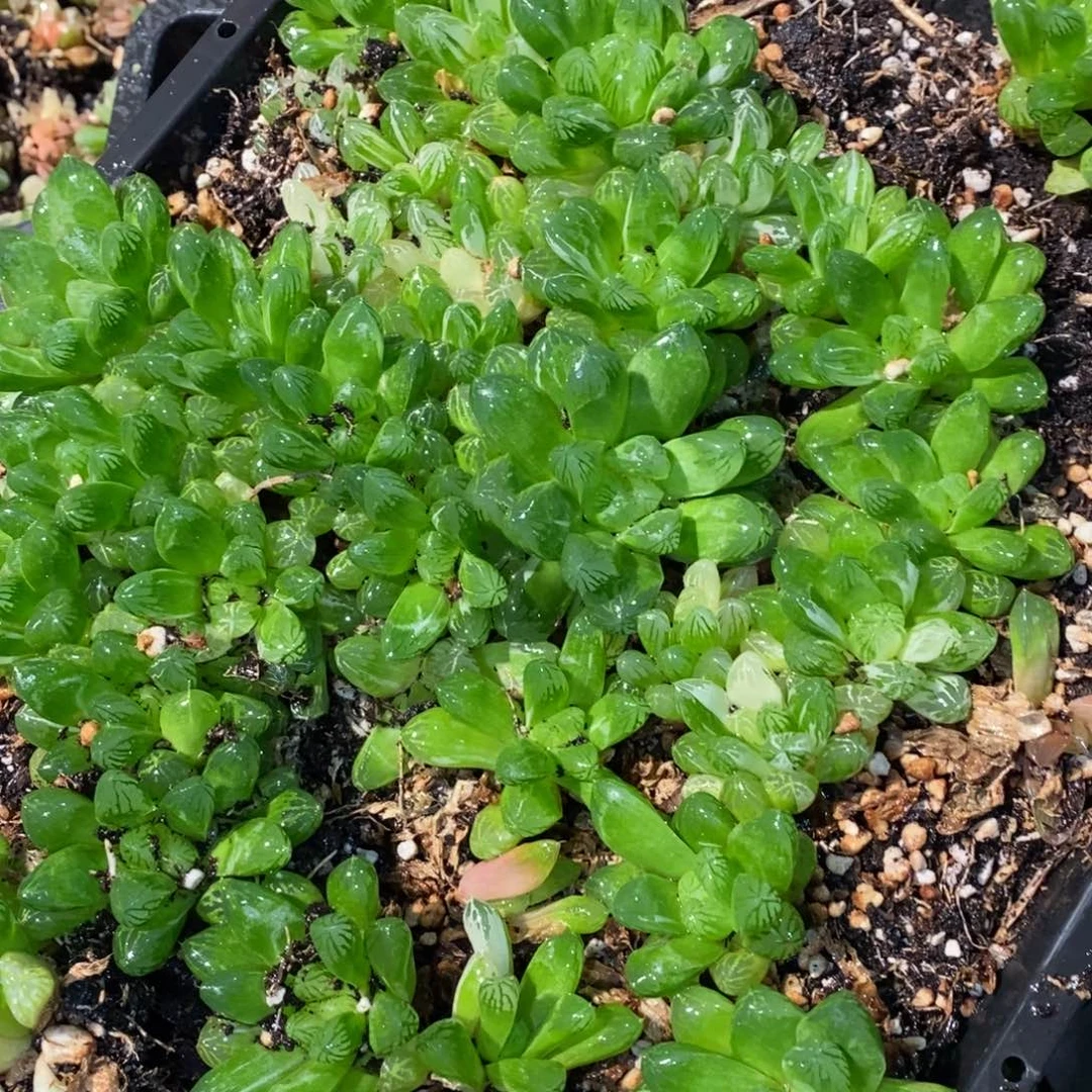 2928 一颗实生苏皇玉露锦 元旦整点福利