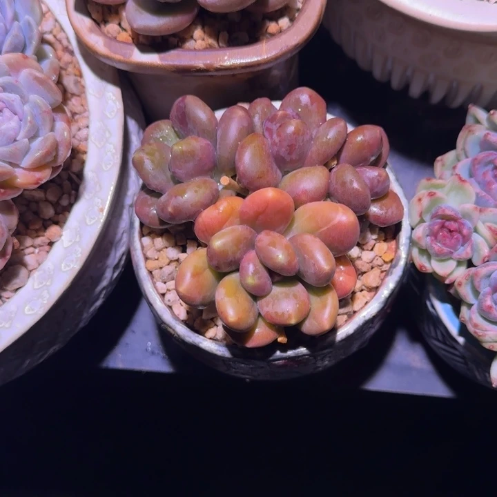 芒果奶 4头 一物一拍