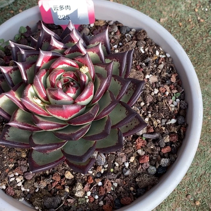 D225- 直播福利 乌木