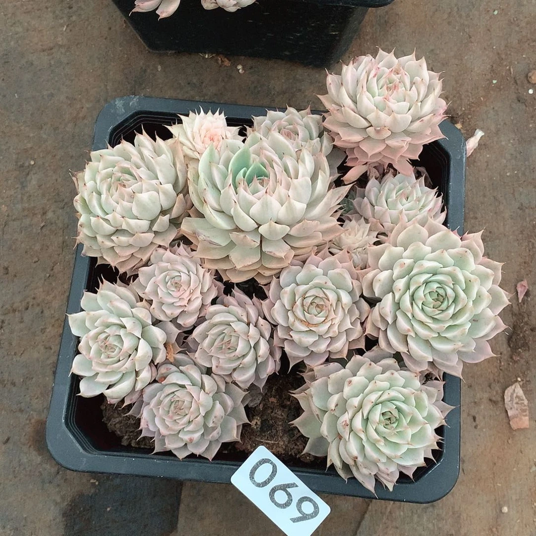 069玛格丽特锦 一物一拍