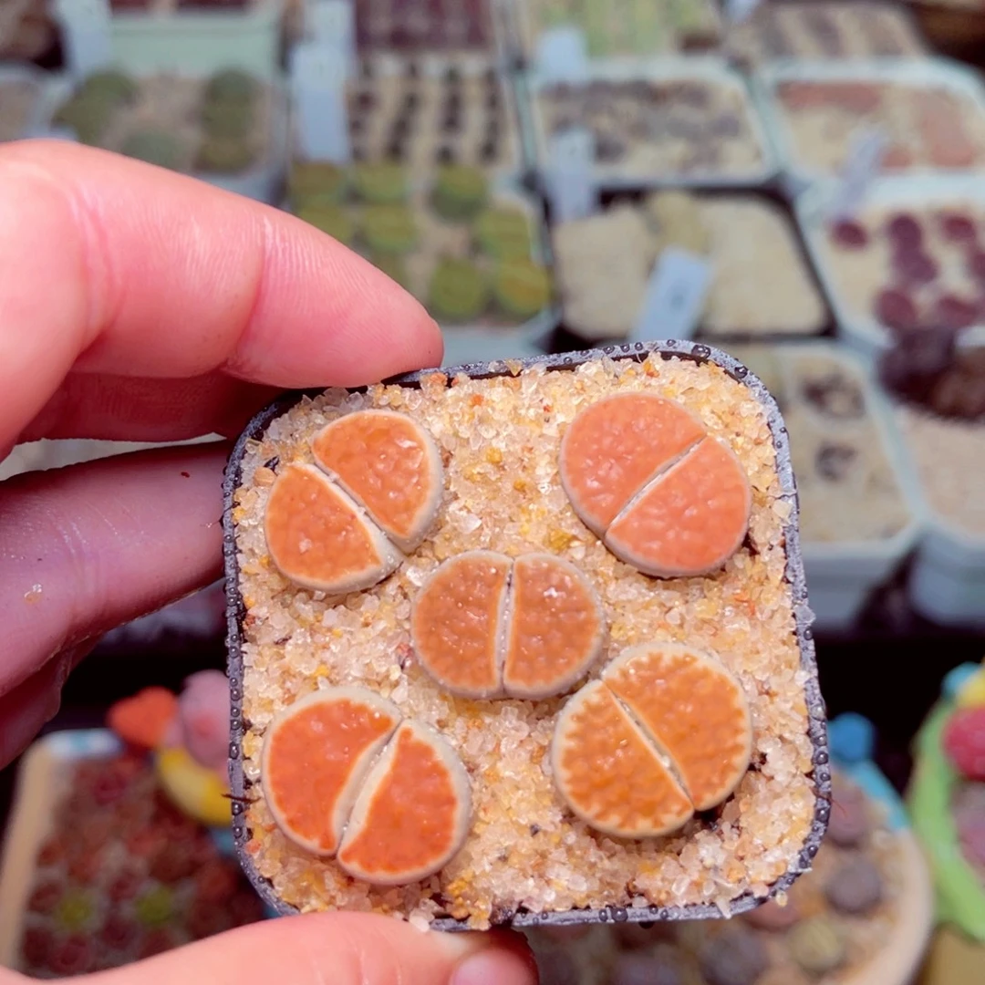 359号带盆包邮发货