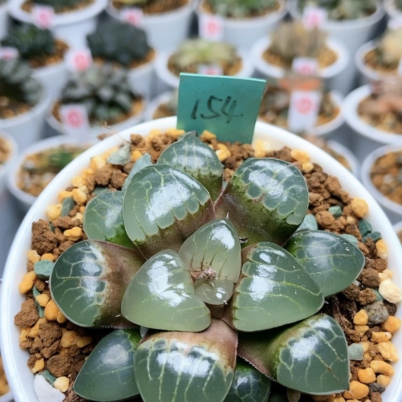 【闪购商品】154冰魄女王