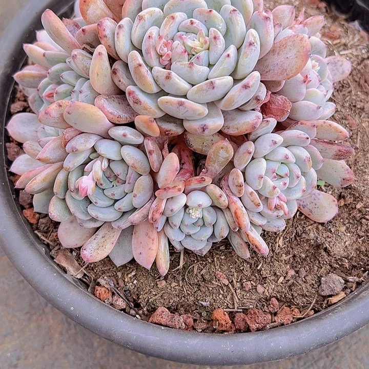 米*子比安特雪爪，多肉植物