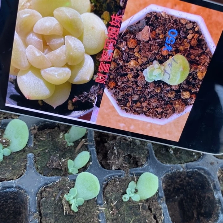 姐妹财富芽苗一个多肉