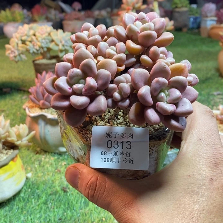 0313啊啊啊啊啊啊啊啊啊啊