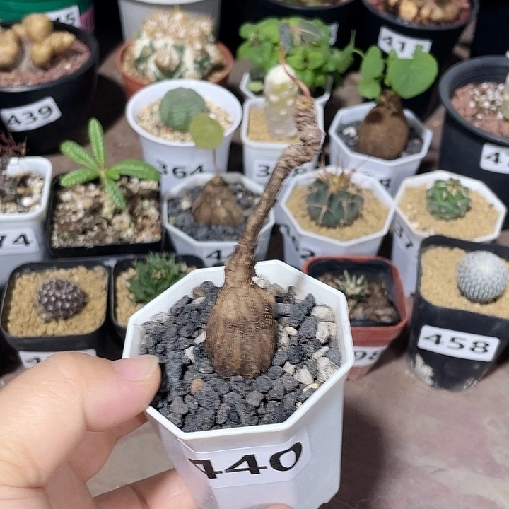 440泰国奇异油杆块根